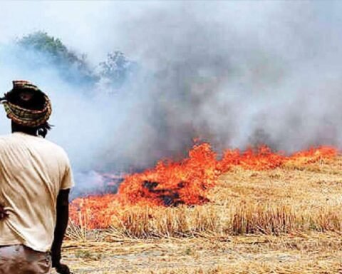 पराली