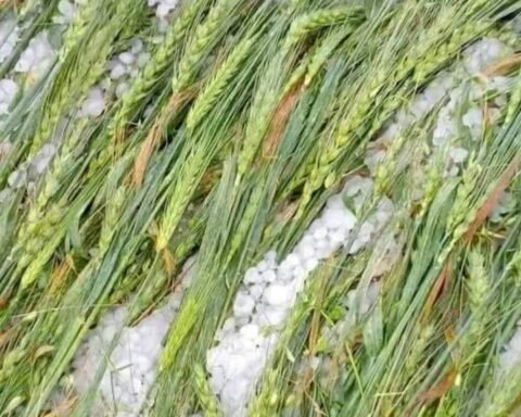 तेज बारिश के साथ ओलावृष्टि