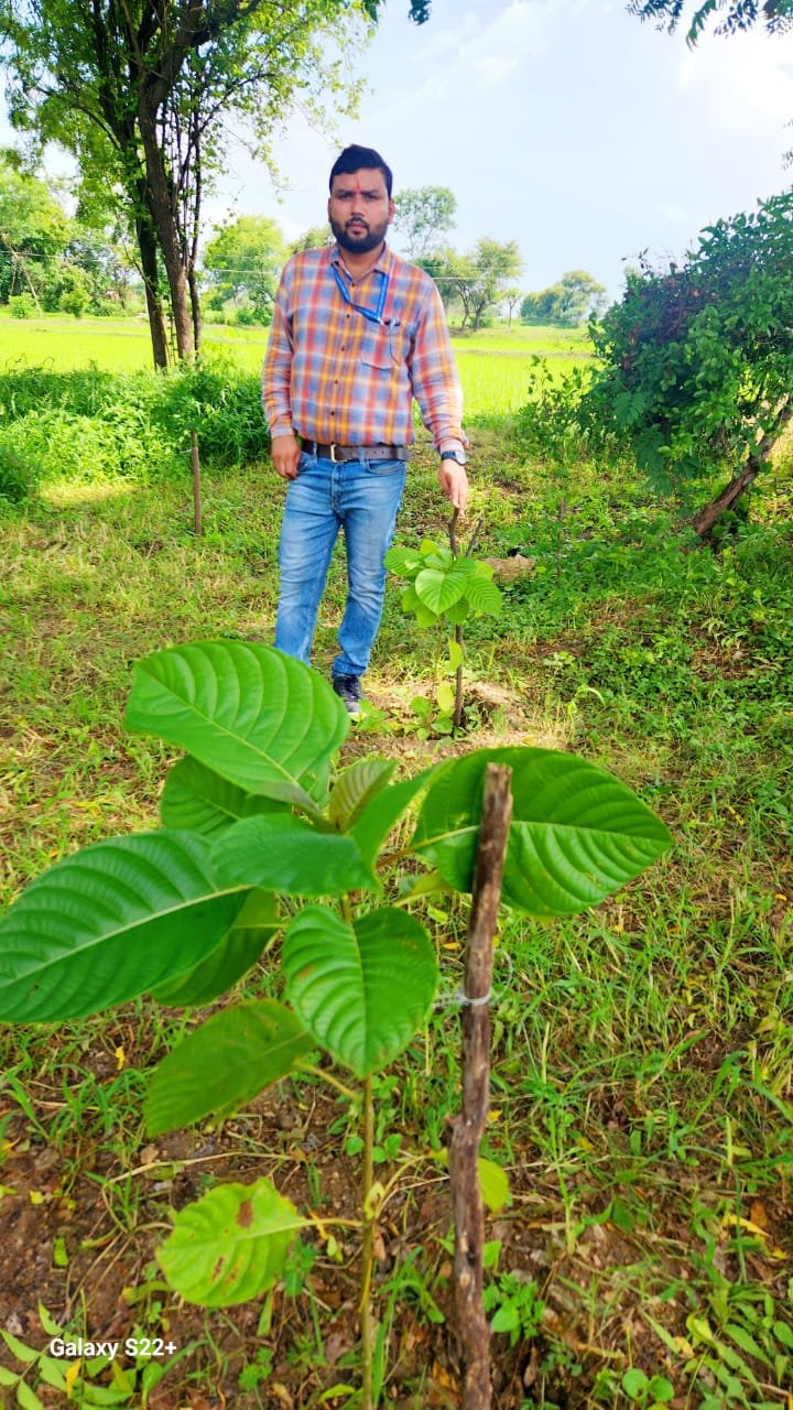 कृषि-वानिकी